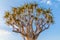 Beautiful exotic quiver tree in rocky and arid Namibian landscape, Namibia, Southern Africa