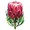 Beautiful exotic red queen protea plant, pink flower blossom, isolated, hand drawn watercolor illustration on white