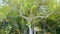 Beautiful exotic tree in the tropical jungle rainforest at the island in Maldives. Manadhoo capiltal of Noonu atoll