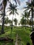 a beautiful expanse of coconut tree gardens on the seafront which adds to the beauty of the beach