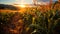 A beautiful expansive view of a cornfield at sunset. Ai Generated