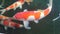 Beautiful Expensive Big Red Orange White Koi Fish Swimming in Pond