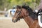 Beautiful expressive horse portrait of a sporting horse