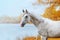 Beautiful expressive portrait of a white stallion Arabian