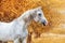 Beautiful expressive portrait of a white stallion Arabian breed