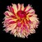 Beautiful extraordinary fringed dahlia Myrtel`s Folly flowering in yellow and pink with raindrops after rain  with dark background
