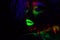 Beautiful extraterrestrial model woman with blue hair and green lips in neon light. It is close portrait of beautiful