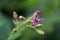 Beautiful and extravagant micro pink flower