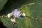 Beautiful and extravagant micro purple flower