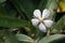 Beautiful and extravagant micro white flower