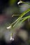 Beautiful and extravagant micro white flower