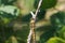 A beautiful extreme closeup shot of a Broad Bodied Dragonfly