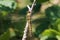 A beautiful extreme closeup shot of a Broad Bodied Dragonfly