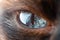 Beautiful eye of domestic Siamese cat macro