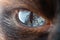 Beautiful eye of domestic Siamese cat macro