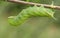 A beautiful Eyed Hawk-moth Caterpillar Smerinthus ocellata feeding on willow leaves.