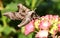 A beautiful Eyed Hawk-moth Smerinthus ocellata perching on a flower.