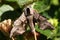 A beautiful Eyed Hawk-moth Smerinthus ocellata resting on a plant.