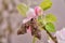 Beautiful eyed hawk moth, Smerinthus ocellatus, on apple blossom.