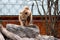 Beautiful face of brown bear wandering around his den enclosure at zoo