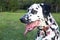 The beautiful face of dalmatians in the park. 