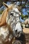 Beautiful Face of a Dappled White Draft Horse