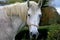 Beautiful face of inquisitve horse standing in meadow