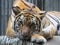 Beautiful face portrait of tiger. Striped fur coat