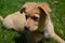 Beautiful Face of a Toller Puppy Dog Resting in Grass