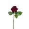 Beautiful fading red rose isolated on white background top view
