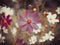 Beautiful fairy dreamy magic purple flower on blurry floral background. Dark art moody floral. Macro view of cosmos