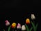 Beautiful fake tulips on black background for copy space.