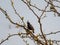 Beautiful falcon perching on the branches of a tree in springtime