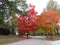 Beautiful fall color with trees of changing leaves
