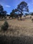 Beautiful fall day in the western New Mexico mountains