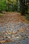 Beautiful fall day on a woodland trail, gravel trail covered in fallen maple leaves