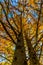 Beautiful Fall Foliage on a Bald Cypress Tree