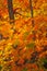 Beautiful Fall foliage in New Brunswick Canada, Autumn maple tree leaves changing color