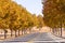 Beautiful fall foliage on a street lined up with London Plane Platanus Ã— acerifolia trees; San Francisco bay area, California