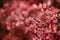 Beautiful Fall leaves with water drops after rain. Amazing Autumn colors. Blurred macro Fall foliage. Spider web closeup with rain