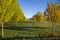 Beautiful fall morning on a tree lined farm