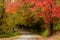 Beautiful Fall Trees with Curving Road