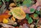 Beautiful fallen autumn multicolored elm leaf on the ground