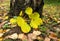 Beautiful fallen autumn yellow aspen leaves on the grass