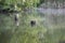 Beautiful fallen trees inside the lake, stumps in the water, marsh landscape in summer