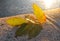 Beautiful fallen yellow autumn leaf on the ground
