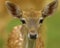 Beautiful Fallow Deer Doe closeup portrait