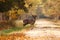 Beautiful fallow deer stag in autumn woods