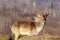 Beautiful fallow deer stag in clearing