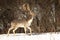 Beautiful fallow deer stag in winter season